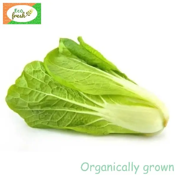 Lettuce Romain Organically Grown 