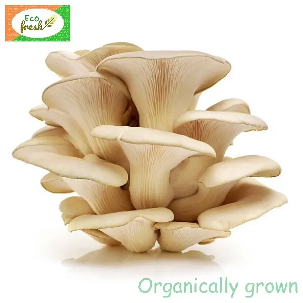 Mushroom Oyster 