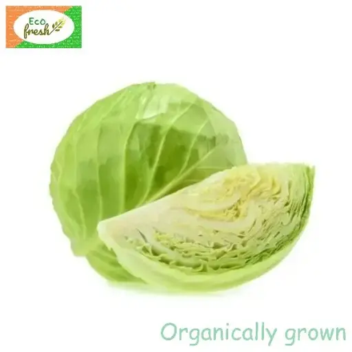 [Vegetables] Cabbage Green Organically Grown 