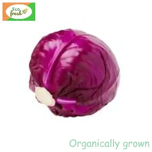 [Vegetables] Cabbage Red Organically Grown 