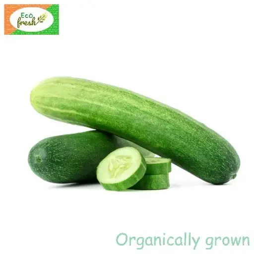[Vegetables] Cucumber Organically Grown 