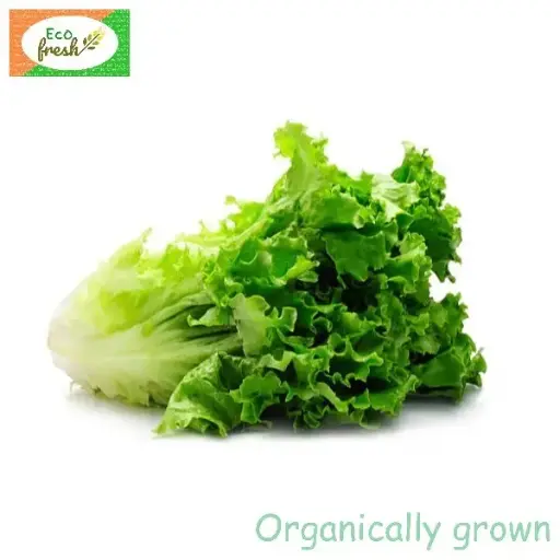[Exotic] Lettuce Green Organically Grown 