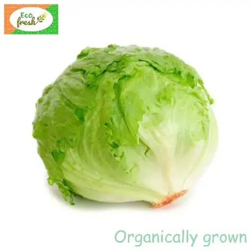 [Exotic] Lettuce Iceberg Organically Grown 