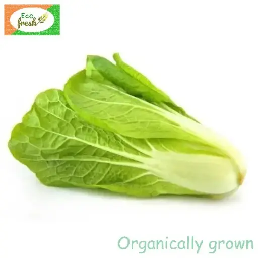 [Exotic] Lettuce Romain Organically Grown 
